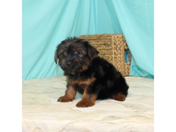 Yorkshire Terrier DOG Female Black / Tan 11022 Petland Henderson, Nevada