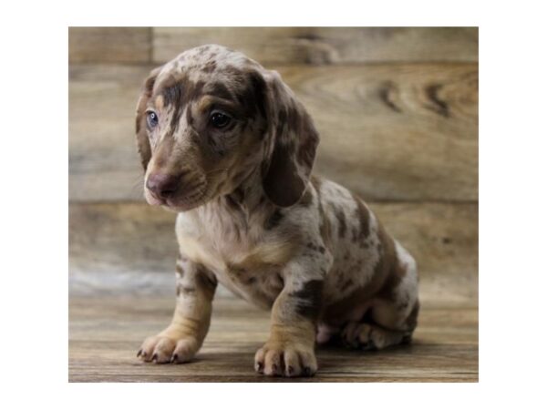 Dachshund DOG Male Chocolate / Tan 11018 Petland Henderson, Nevada