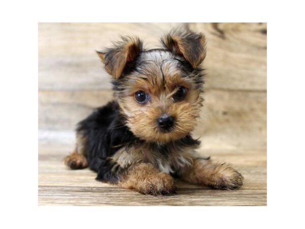 Yorkshire Terrier DOG Male Black / Gold 11023 Petland Henderson, Nevada