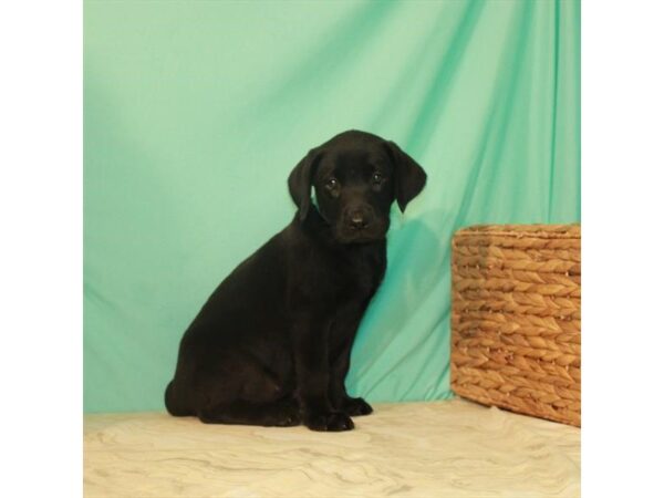 Labrador Retriever-DOG-Female-Black-11020-Petland Henderson, Nevada