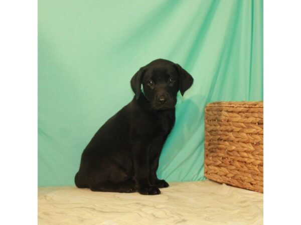 Labrador Retriever DOG Female Black 11020 Petland Henderson, Nevada