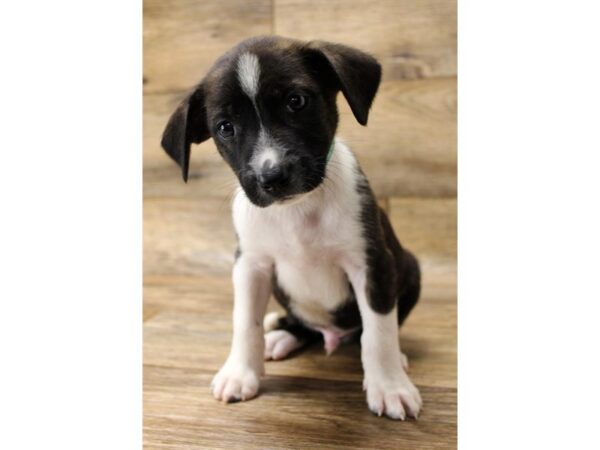 Dachshund/Jack Russell Terrier-DOG-Male-Brindle / White-11025-Petland Henderson, Nevada