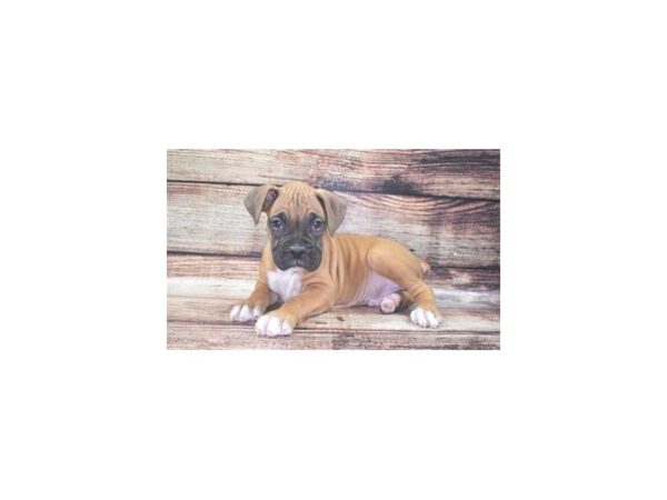 Boxer-DOG-Male-Fawn-11026-Petland Henderson, Nevada