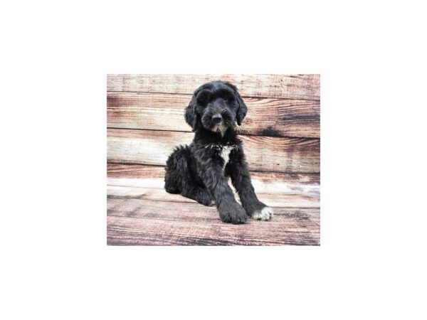 Giant Schnoodle DOG Female Black 11030 Petland Henderson, Nevada