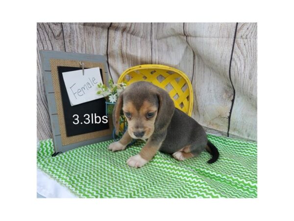 Beagle-DOG-Female-Blue-11031-Petland Henderson, Nevada