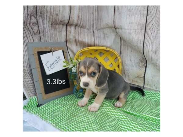 Beagle DOG Female Blue 11032 Petland Henderson, Nevada