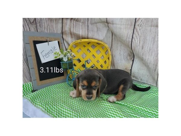Beagle-DOG-Female-Blue Tan / White-11033-Petland Henderson, Nevada