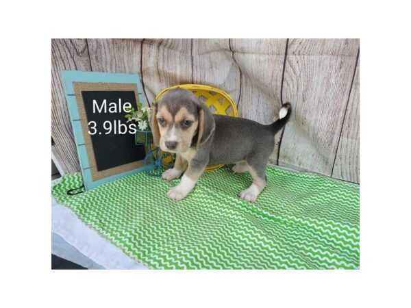 Beagle DOG Male Blue Tan / White 11034 Petland Henderson, Nevada