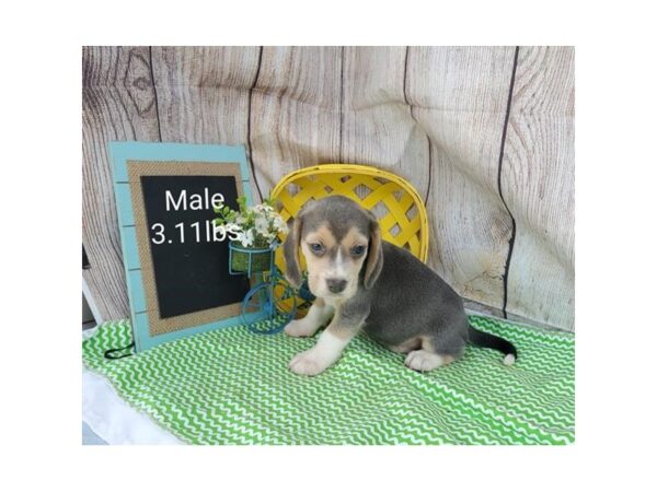 Beagle DOG Male Blue Tan / White 11035 Petland Henderson, Nevada