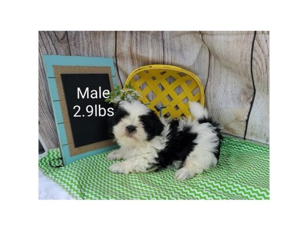 Shih Tzu DOG Male Black / White 11036 Petland Henderson, Nevada