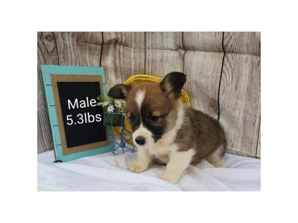 Pembroke Welsh Corgi DOG Male Sable / White 11037 Petland Henderson, Nevada