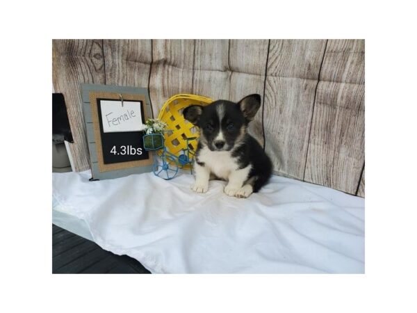 Pembroke Welsh Corgi DOG Female Black White / Tan 11038 Petland Henderson, Nevada