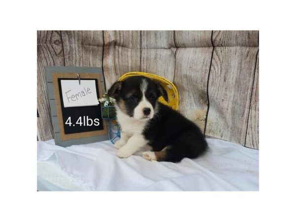 Pembroke Welsh Corgi-DOG-Female-Black White / Tan-11039-Petland Henderson, Nevada