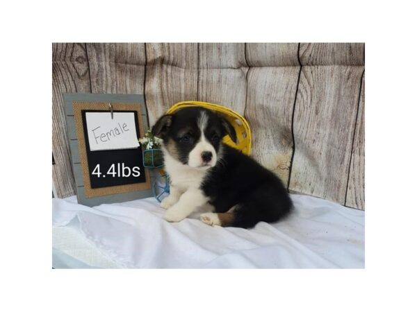 Pembroke Welsh Corgi DOG Female Black White / Tan 11039 Petland Henderson, Nevada