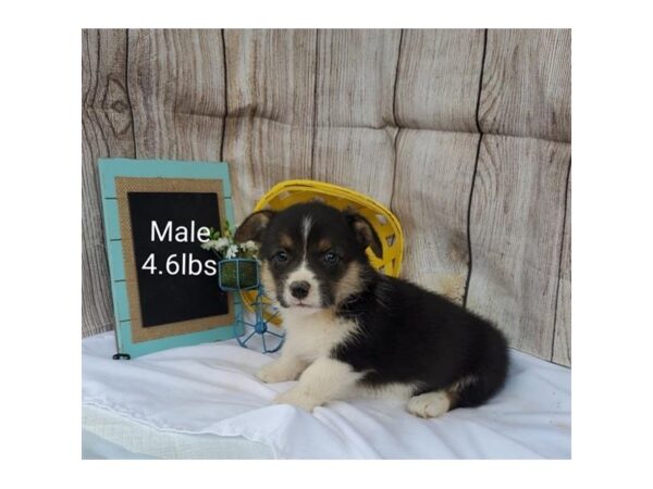 Pembroke Welsh Corgi DOG Male Black White / Tan 11040 Petland Henderson, Nevada