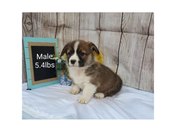 Pembroke Welsh Corgi DOG Male Sable / White 11041 Petland Henderson, Nevada