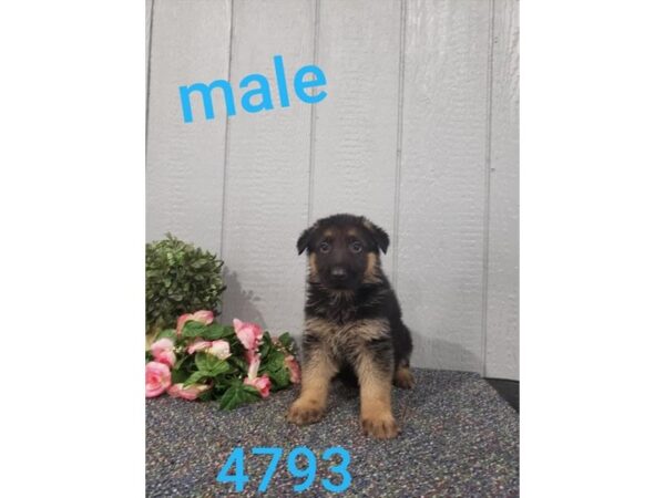 German Shepherd Dog DOG Male Black / Tan 11042 Petland Henderson, Nevada