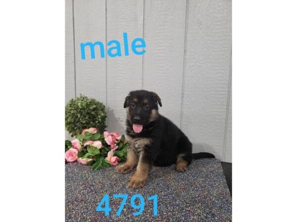 German Shepherd Dog DOG Male Black / Tan 11043 Petland Henderson, Nevada