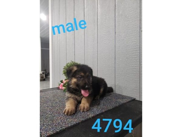 German Shepherd Dog DOG Male Black / Tan 11044 Petland Henderson, Nevada