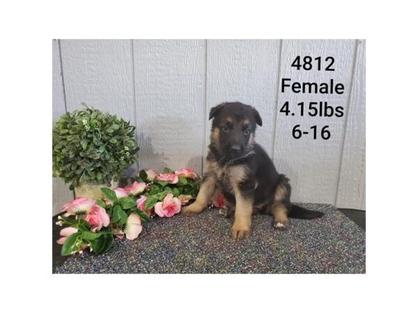 German Shepherd Dog DOG Female Black / Tan 11045 Petland Henderson, Nevada