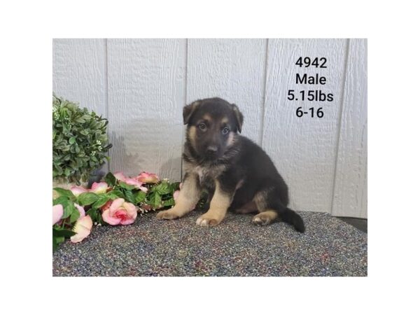 German Shepherd Dog DOG Male Black / Tan 11046 Petland Henderson, Nevada