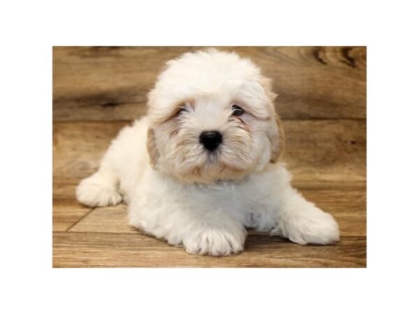 Teddy Bear DOG Male Buff / White 11052 Petland Henderson, Nevada