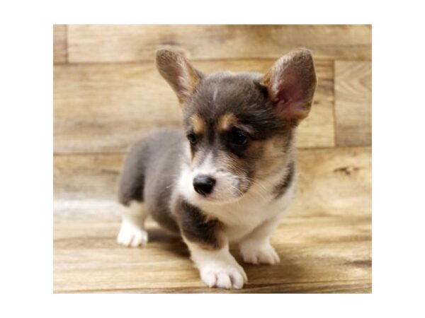 Pembroke Welsh Corgi-DOG-Male-Blue White / Tan-11050-Petland Henderson, Nevada