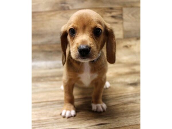 Beagle-DOG-Male-Tan-11047-Petland Henderson, Nevada