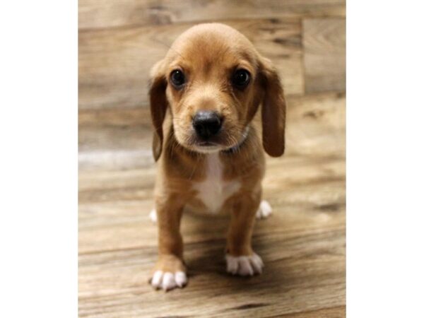 Beagle DOG Male Tan 11047 Petland Henderson, Nevada