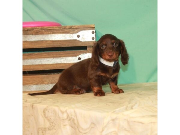 Dachshund DOG Male Chocolate / Tan 11048 Petland Henderson, Nevada