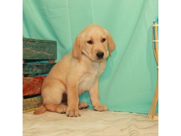 Labrador Retriever DOG Male Yellow 11049 Petland Henderson, Nevada