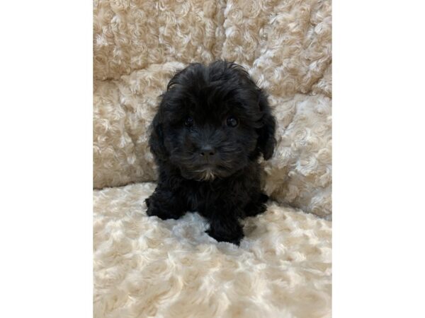 ShizaPoo DOG Female Black 11054 Petland Henderson, Nevada