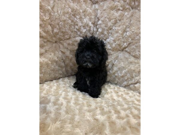 ShizaPoo DOG Male Black 11055 Petland Henderson, Nevada