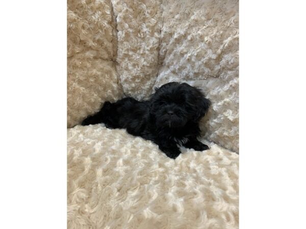 ShizaPoo DOG Female Black 11053 Petland Henderson, Nevada