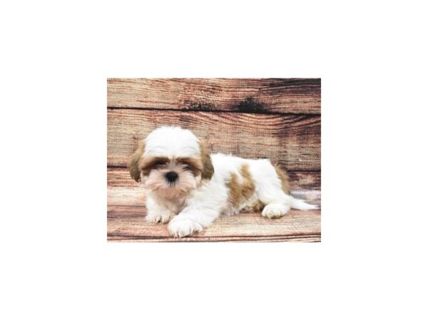 Shih Tzu DOG Male Gold and White 11060 Petland Henderson, Nevada