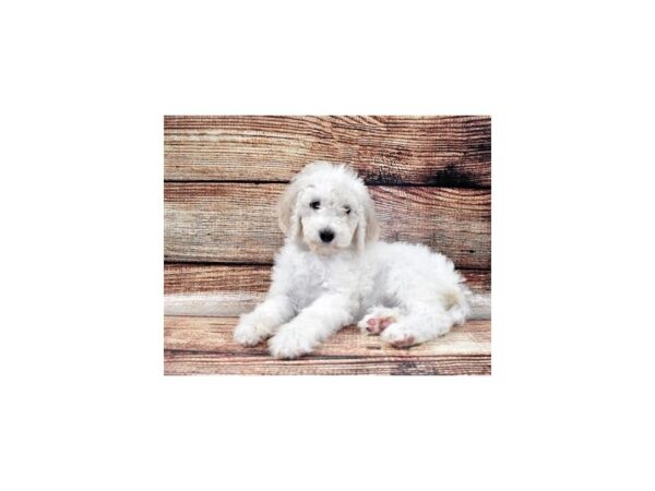 Standard Poodle-DOG-Female-White-11061-Petland Henderson, Nevada