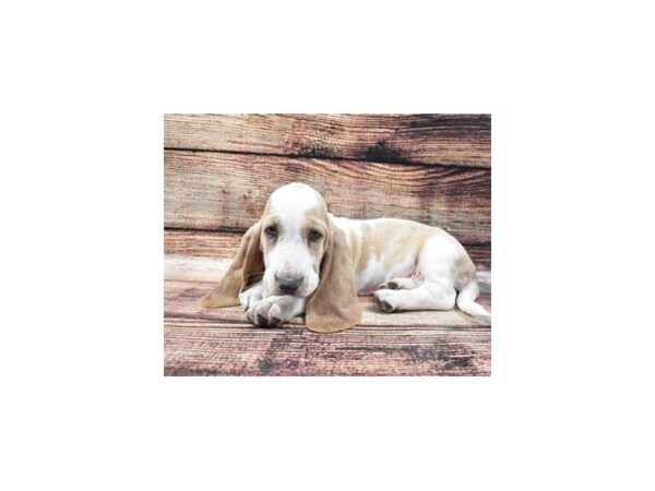 Basset Hound DOG Male Lemon and White 11056 Petland Henderson, Nevada