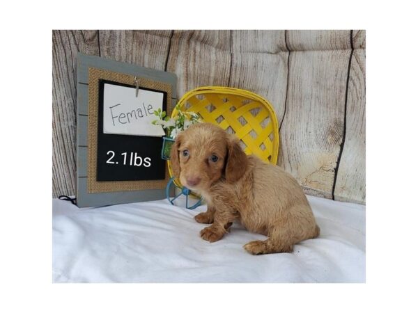 Dachshund DOG Female Light Brown 11062 Petland Henderson, Nevada