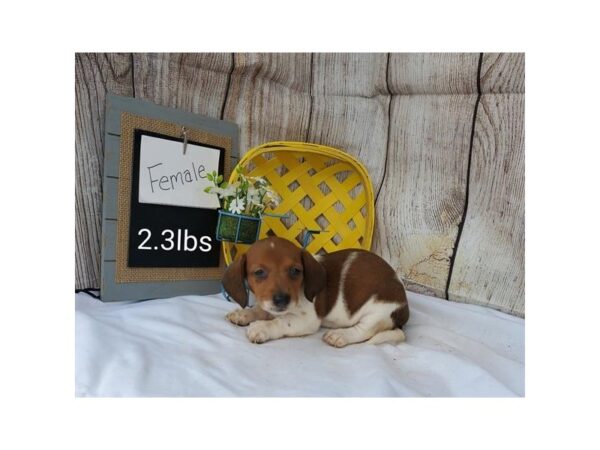 Dachshund-DOG-Female-Brown / White-11063-Petland Henderson, Nevada