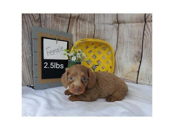 Dachshund-DOG-Female-Brown-11064-Petland Henderson, Nevada