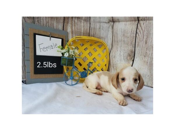 Dachshund-DOG-Female-White / Tan-11065-Petland Henderson, Nevada
