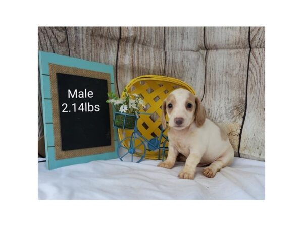 Dachshund DOG Male White / Tan 11066 Petland Henderson, Nevada