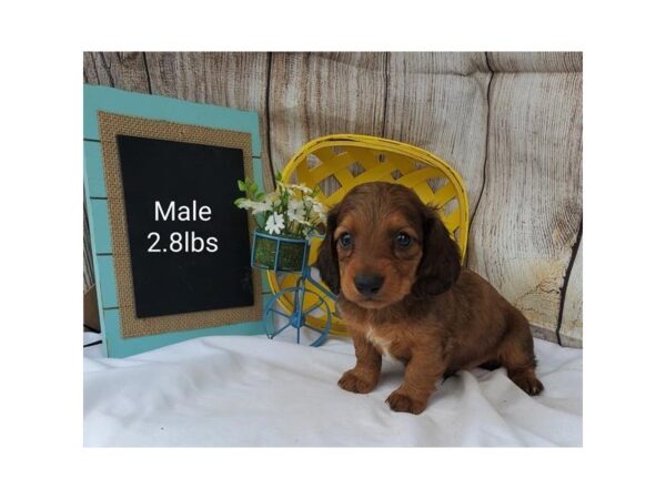 Dachshund DOG Male Brown 11067 Petland Henderson, Nevada