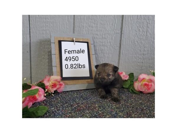 Pomeranian-DOG-Female-Dark Sable-11068-Petland Henderson, Nevada