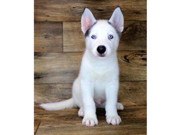 Siberian Husky DOG Male Black / White 11071 Petland Henderson, Nevada