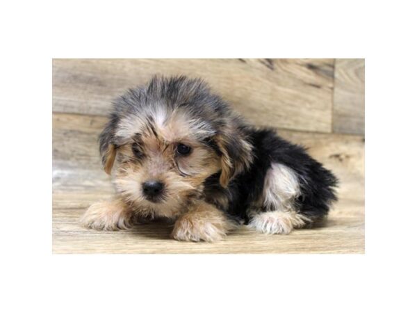 Morkie DOG Male Black / Tan 11073 Petland Henderson, Nevada