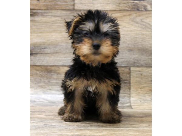 Silky Terrier DOG Male Black / Tan 11072 Petland Henderson, Nevada