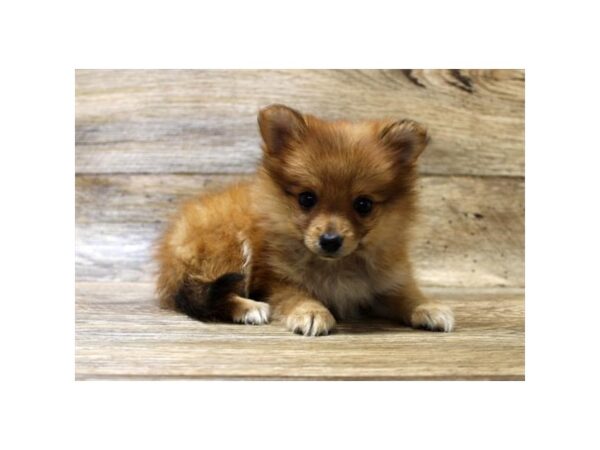 Pomeranian-DOG-Female-Red Sable-11069-Petland Henderson, Nevada