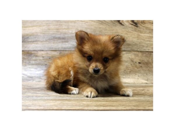 Pomeranian DOG Female Red Sable 11069 Petland Henderson, Nevada