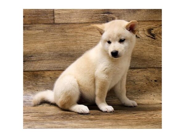 Shiba Inu DOG Female Cream 11070 Petland Henderson, Nevada